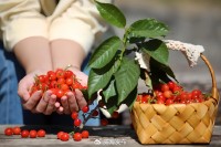 5月18日至6月16日，“櫻桃之約”邀你共赴！